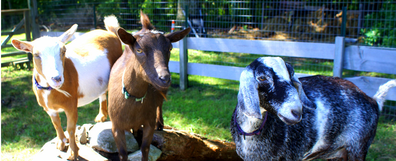 group_goats